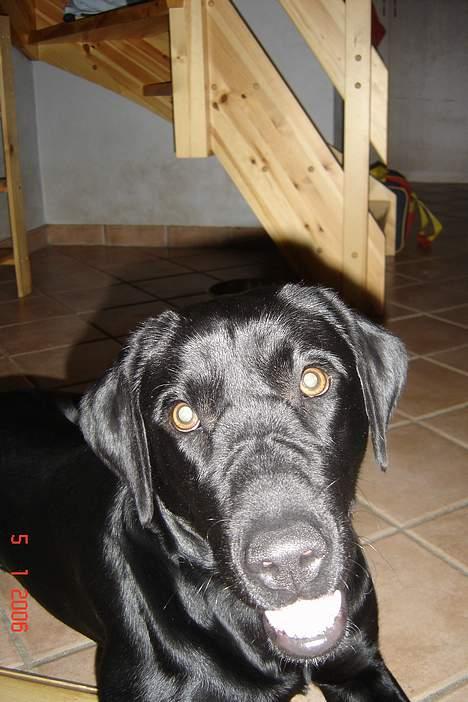 Labrador retriever flora<3 - nu kan du i hvert fald ikke sige jeg ikke smiler!! billede 5