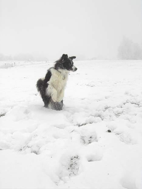Border collie Cindy - Uhhh sne... billede 9