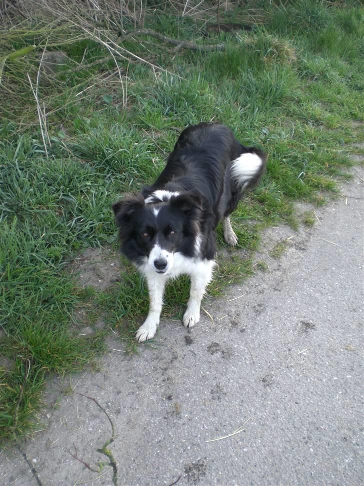 Border collie Cindy - Læg det kamera væk, og kast min pind... Kom nu kom nu kom nu... billede 10