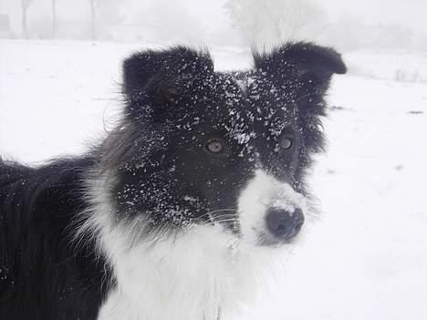 Border collie Cindy - Neej de kastede sne lige i mit hoved.... billede 11
