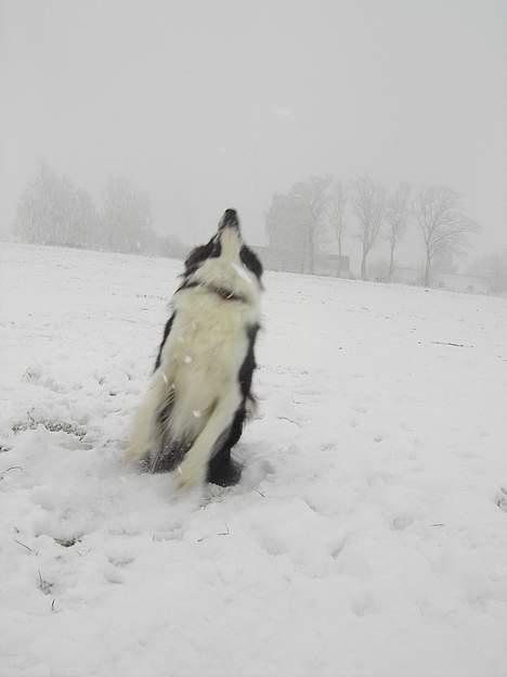 Border collie Cindy - Hapsen... Sne smager godt... billede 12