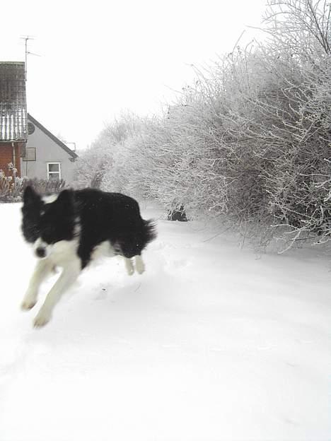 Border collie Cindy - Hooooppp... billede 13
