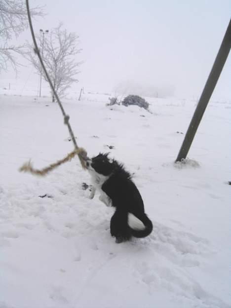 Border collie Cindy - Mit ynglingstov... billede 14