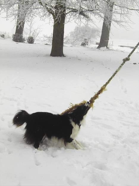 Border collie Cindy - Min gynge.... billede 15