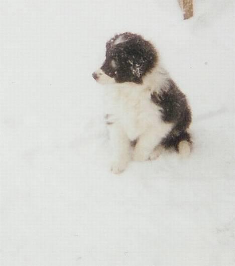 Border collie Cindy - Jeg vidste at jeg altid har set godt ud... billede 16