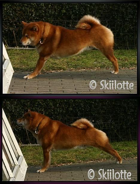 Shiba  - Luie *R.I.P* - Stræk øvelser.. billede 17