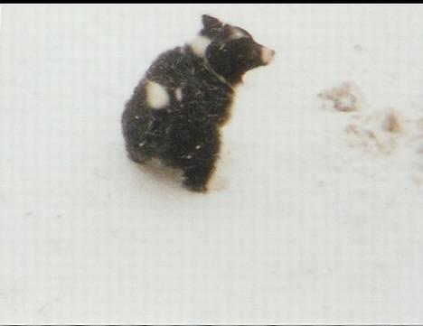 Border collie Cindy - Og sød er jeg jo stadig... billede 17