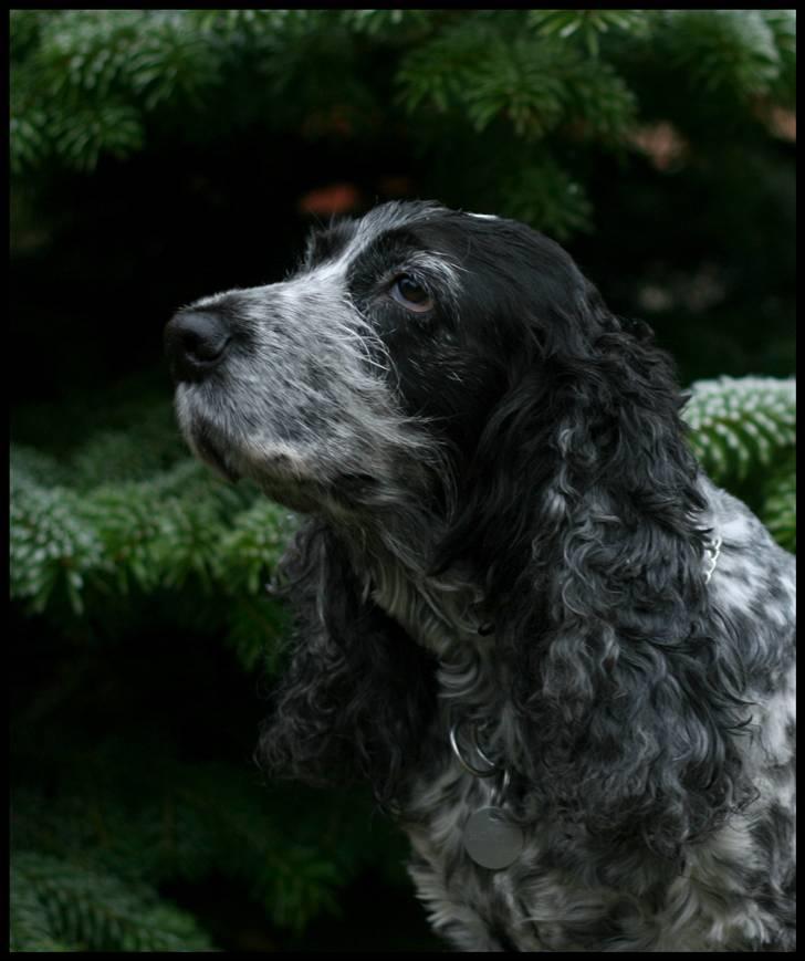 Cocker spaniel Antali' Ronja :b - ronja :D billede 1