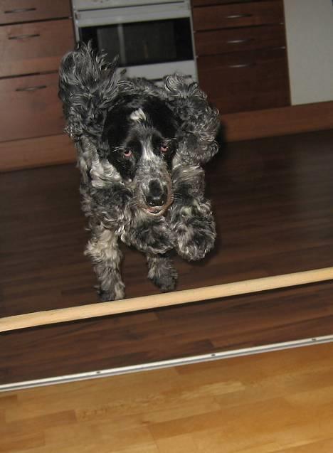 Cocker spaniel Antali' Ronja :b - hop d: billede 2