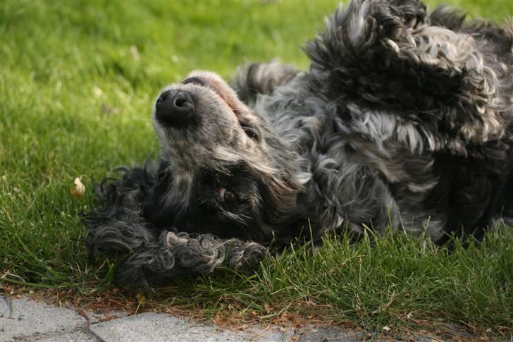 Cocker spaniel Antali' Ronja :b - hvor er du grim hund :b  billede 3