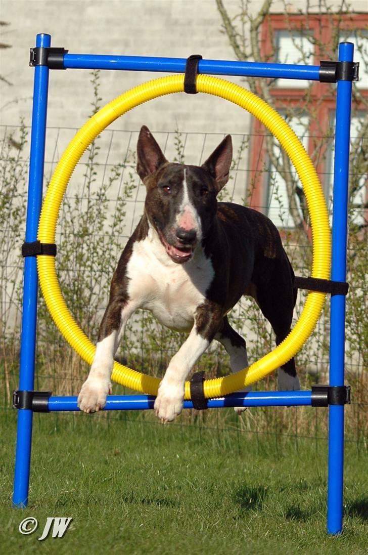 Bullterrier                     Jazzy - Champion i udstillingsringen såvel som i alt andet hun fortager sig, min fantastiske Jazzy <3 17.04.2011 billede 9