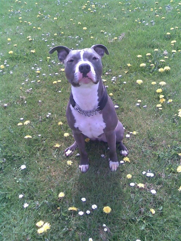 Amerikansk staffordshire terrier Tyson R.I.P - Hygger med mor på græsset. :D billede 1