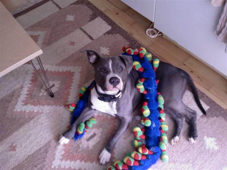 Amerikansk staffordshire terrier Tyson R.I.P billede 2