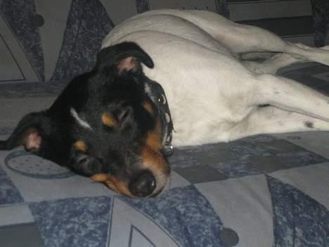 Dansk svensk gaardhund Bølle - zzzzzzzzzzzzzzzzzzzzzz godnat moar! billede 10