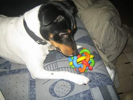 Dansk svensk gaardhund Bølle - mit bedste legetøj... og det eneste der ikke er ødelagt endnu. hihi. billede 11