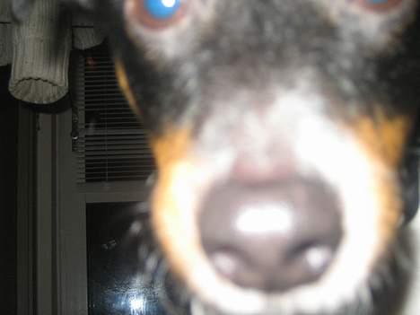 Dansk svensk gaardhund Bølle - kom lige tæt på denne gang...  billede 12