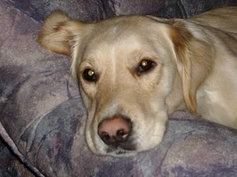 Blanding af racer Freja - dejligt at slappe lidt af billede 10