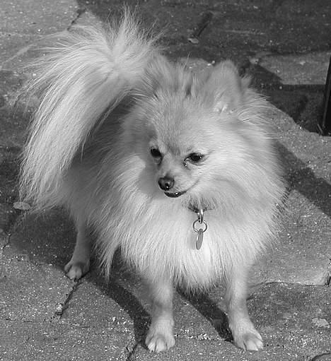 Pomeranian Amos - sommeren 2005 billede 4