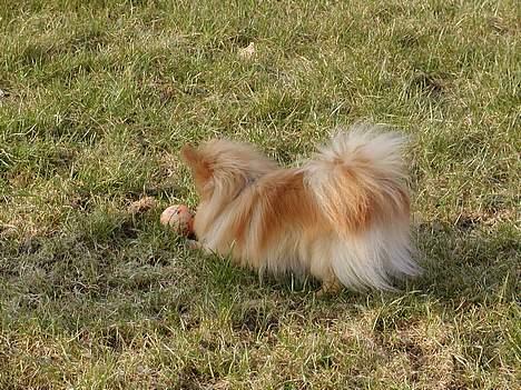 Pomeranian Amos - dervar du bold,nu skal jeg.... billede 5