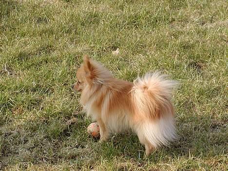 Pomeranian Amos - kaster du ikke bolden igen?? billede 6