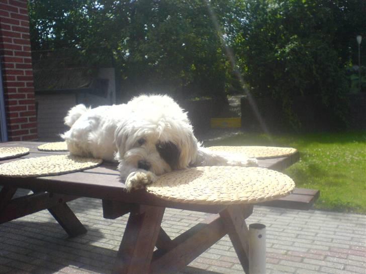 Tibetansk terrier Spock - Dejligste Spock <33 billede 1
