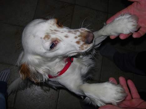 Cocker spaniel Lady - Lady gir "ten" billede 8