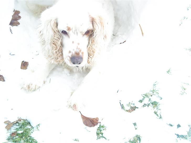 Cocker spaniel Lady - Lady i snehule billede 11