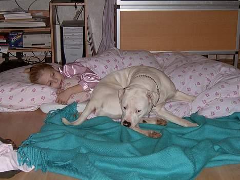 Amerikansk bulldog Miss sophy billede 3