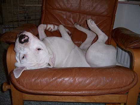 Amerikansk bulldog Miss sophy billede 4