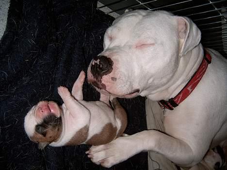 Amerikansk bulldog Miss sophy - Det er hårdt at have fået 6 hvalpe... (alle er solgt, de er fra sep 05) billede 5