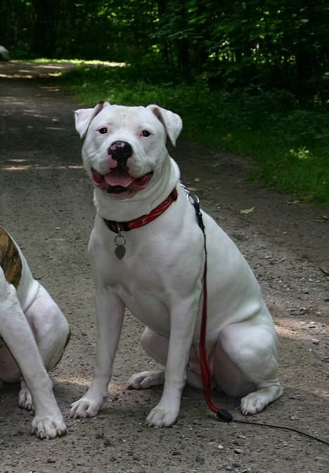 Amerikansk bulldog Miss sophy billede 6