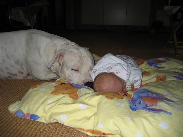 Amerikansk bulldog Terkel - Jubii et nyt familiemedlem til og putte med :o) billede 1