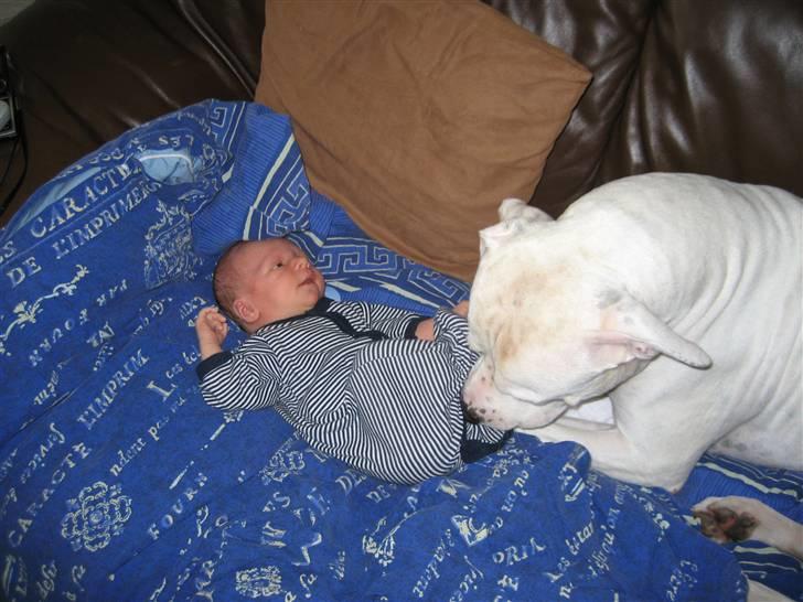 Amerikansk bulldog Terkel - Jrg tror der er gevinst mor ! billede 2