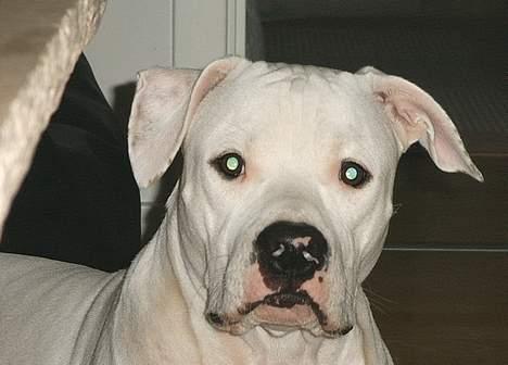 Amerikansk bulldog Terkel - hvad laver du? billede 3