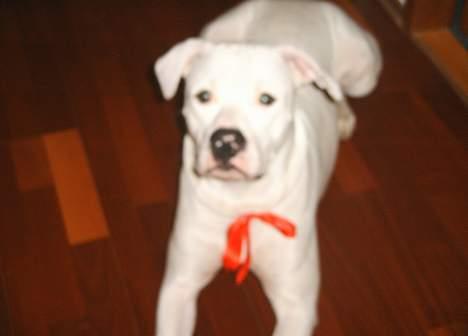 Amerikansk bulldog Terkel - Æv, mor har givet mig julesløjfe på billede 4