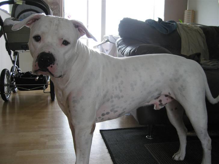 Amerikansk bulldog Terkel billede 5