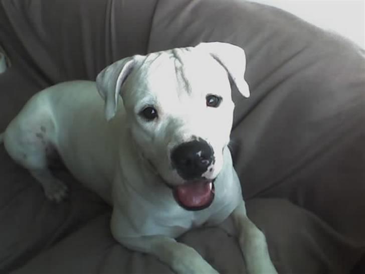 Amerikansk bulldog Terkel billede 6