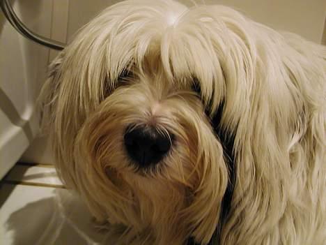 Tibetansk terrier Spock - ahh hvorfor vækede du mig.. billede 2