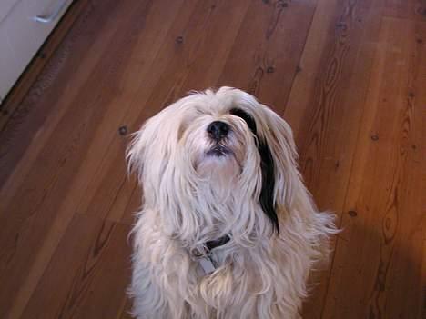Tibetansk terrier Spock - giv mig så den godbid for pokker billede 3