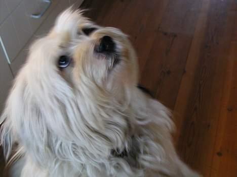 Tibetansk terrier Spock - se mig jeg kan stå på bag ben.. billede 4
