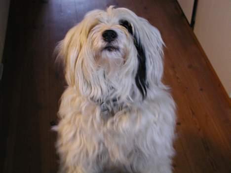 Tibetansk terrier Spock - se mig igen.. billede 5