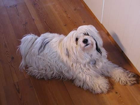 Tibetansk terrier Spock - hvad er det hun står med i hånden..?? billede 6