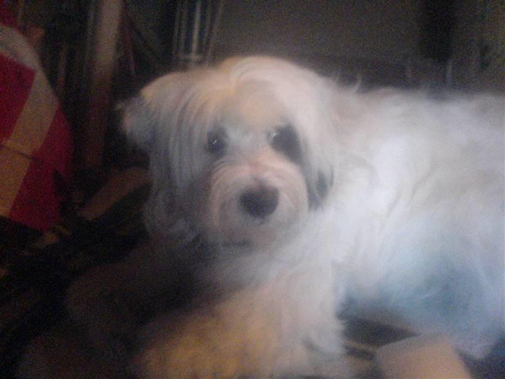 Tibetansk terrier Spock billede 7