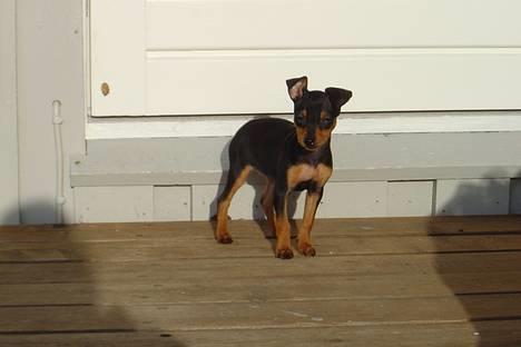 Dvaergpinscher tulle billede 15