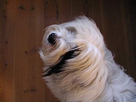 Tibetansk terrier Spock - se mig jeg er så sød.. billede 8