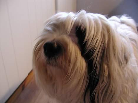 Tibetansk terrier Spock billede 9