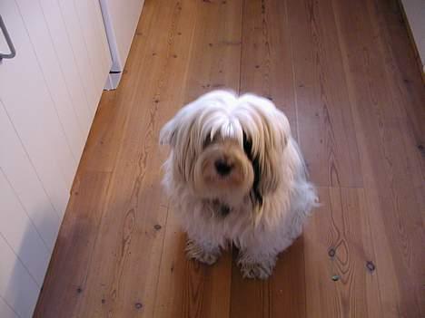Tibetansk terrier Spock billede 10