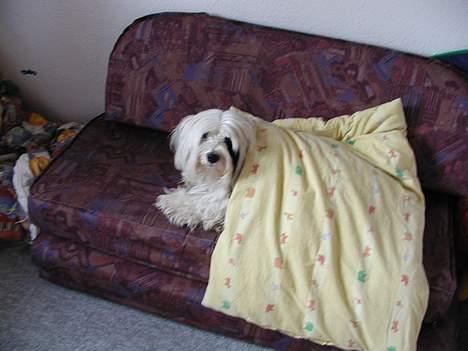 Tibetansk terrier Spock - åhh dynne den er så dejlig billede 11