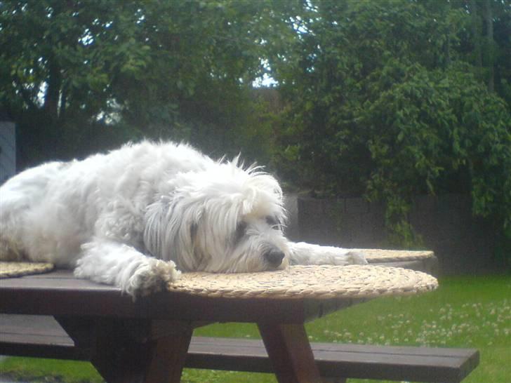 Tibetansk terrier Spock billede 12