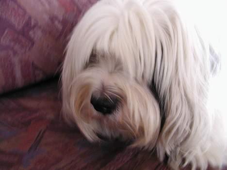 Tibetansk terrier Spock billede 13